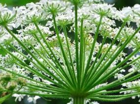 中药独活,祛风除湿、通络止痛的中医药宝